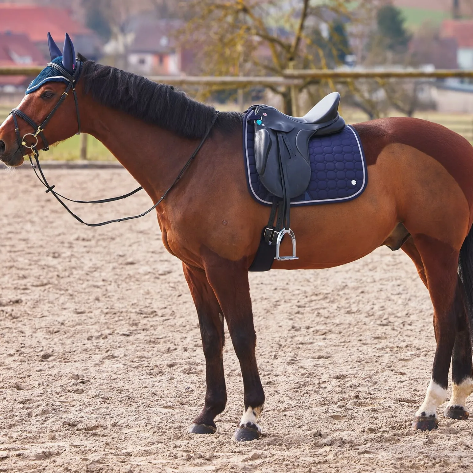 B Vertigo Zurich dressursjabrak