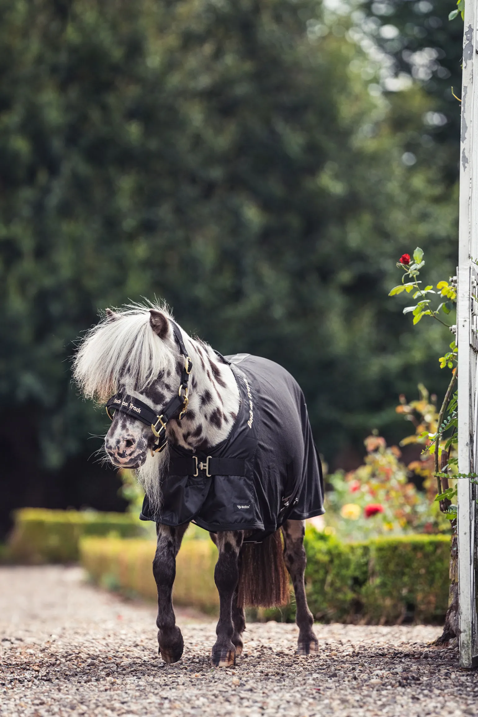 Back on Track Royal Ponni Mesh Teppe Deluxe