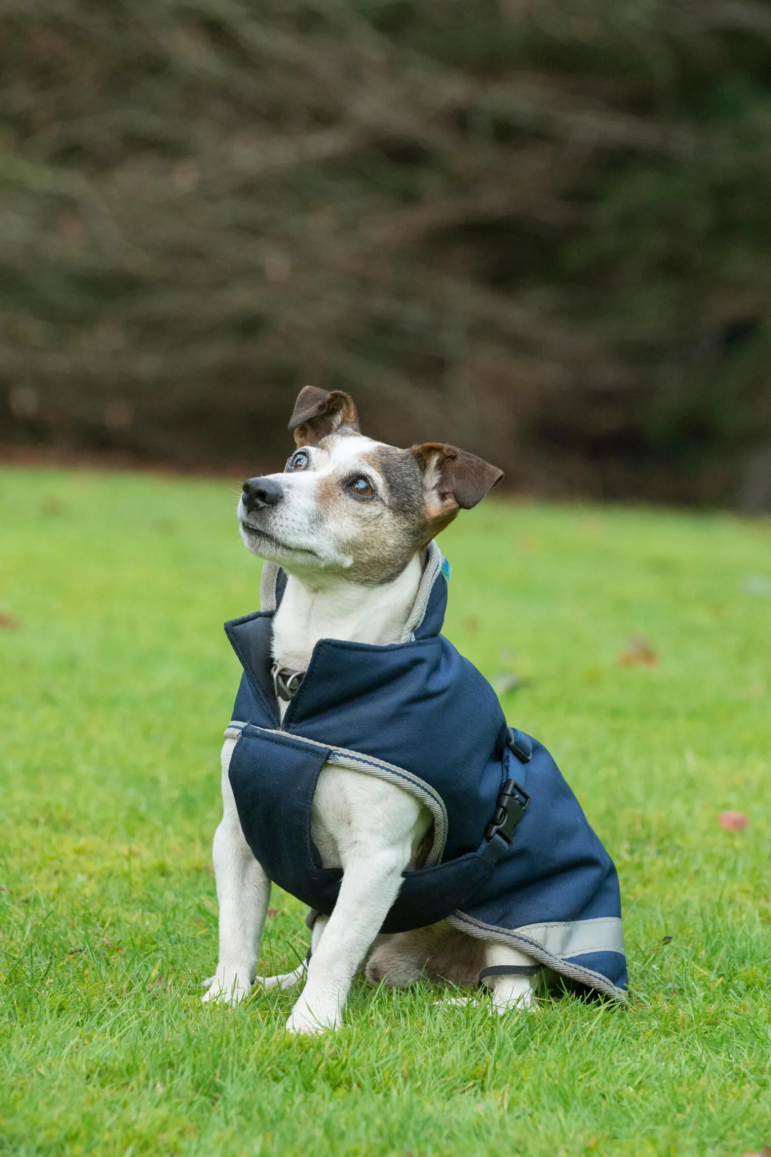 Bucas Freedom Hundedekken, 50g (30-45 cm)