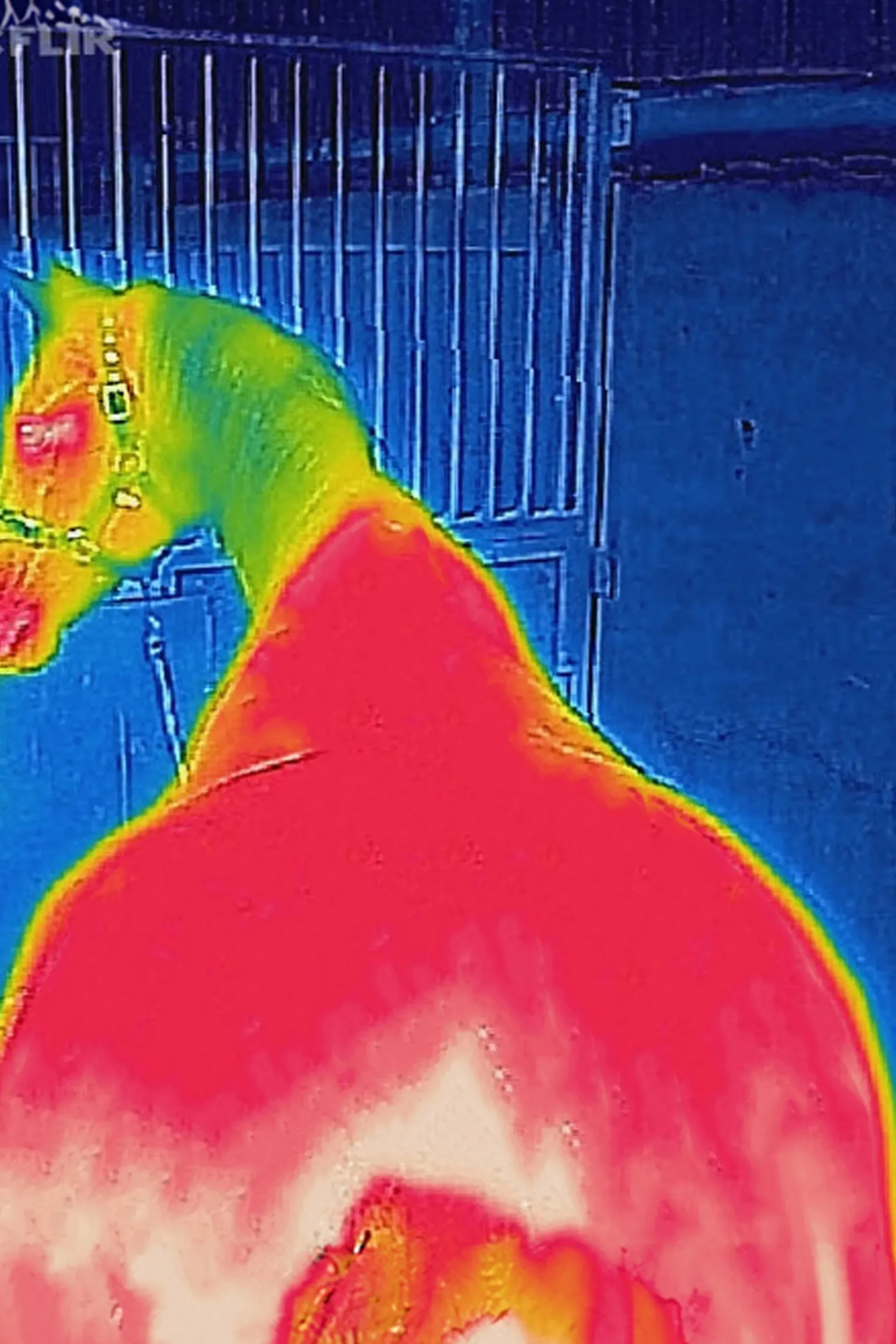 Bucas Therapy cooler-dekken, 0 g