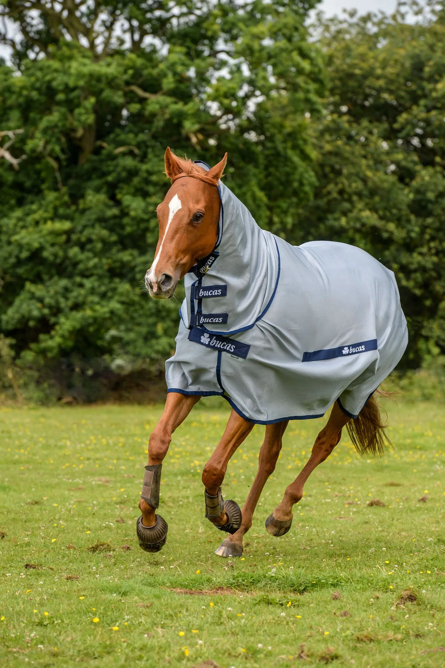 Buzz-Off Halsdekken til ponni