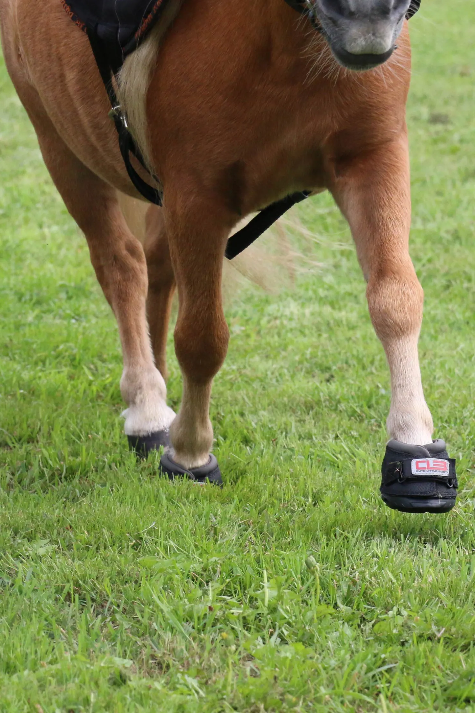 Cavallo Hoof Boots F.R.A. CLB boots (vanlig/par)