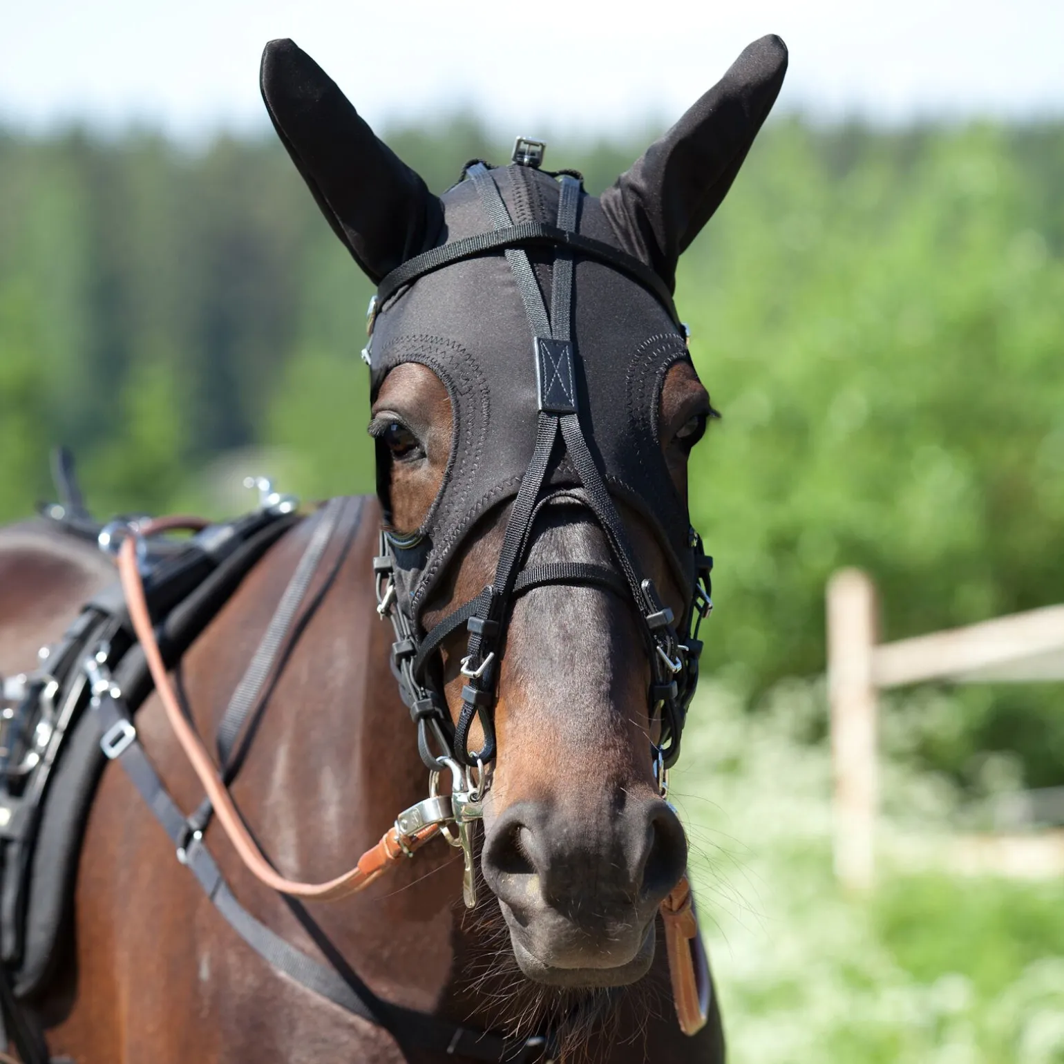 Finntack Pro syntetisk konkurransehette med ører