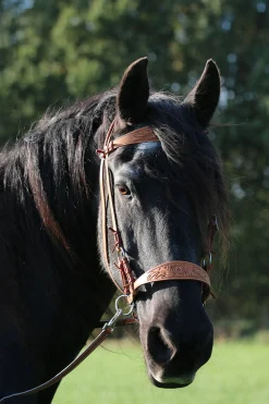 F.R.A. Freedom Riding Articles Diego bitless bridle