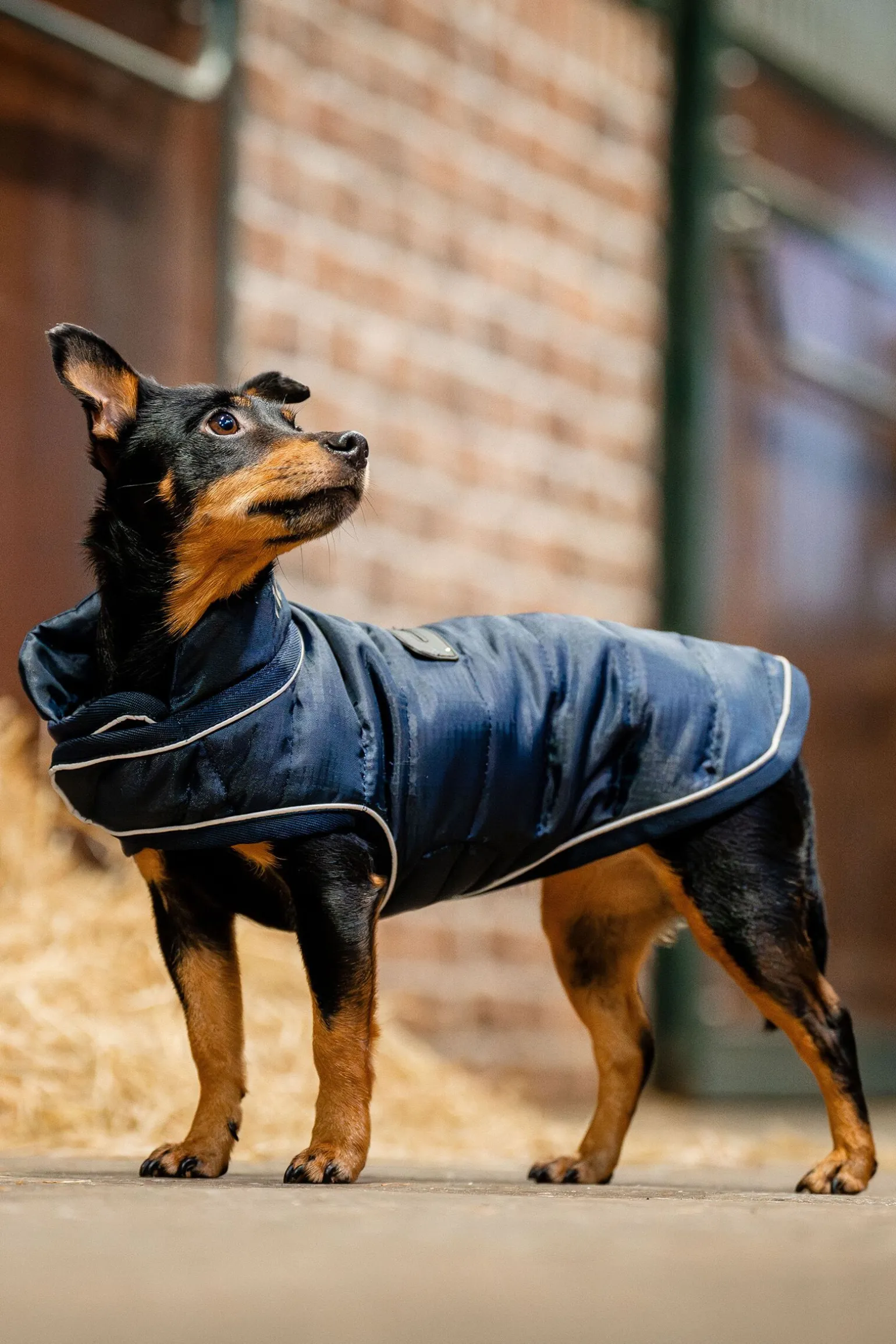 Horseware Signature Hundekappe