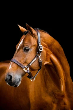 Horseware Signature-grime i lær