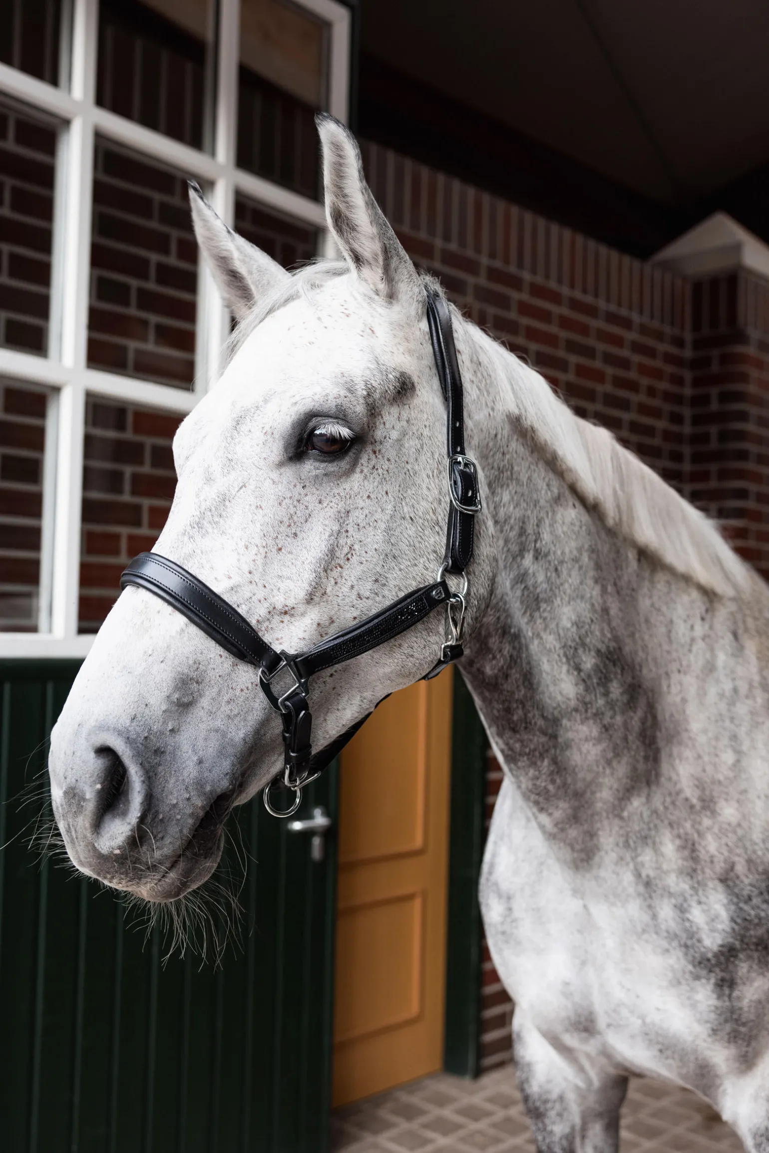 Horze Delémont lærgrime
