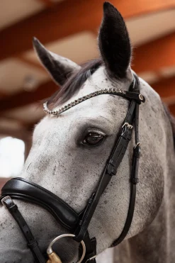 Horze Delémont pannebånd