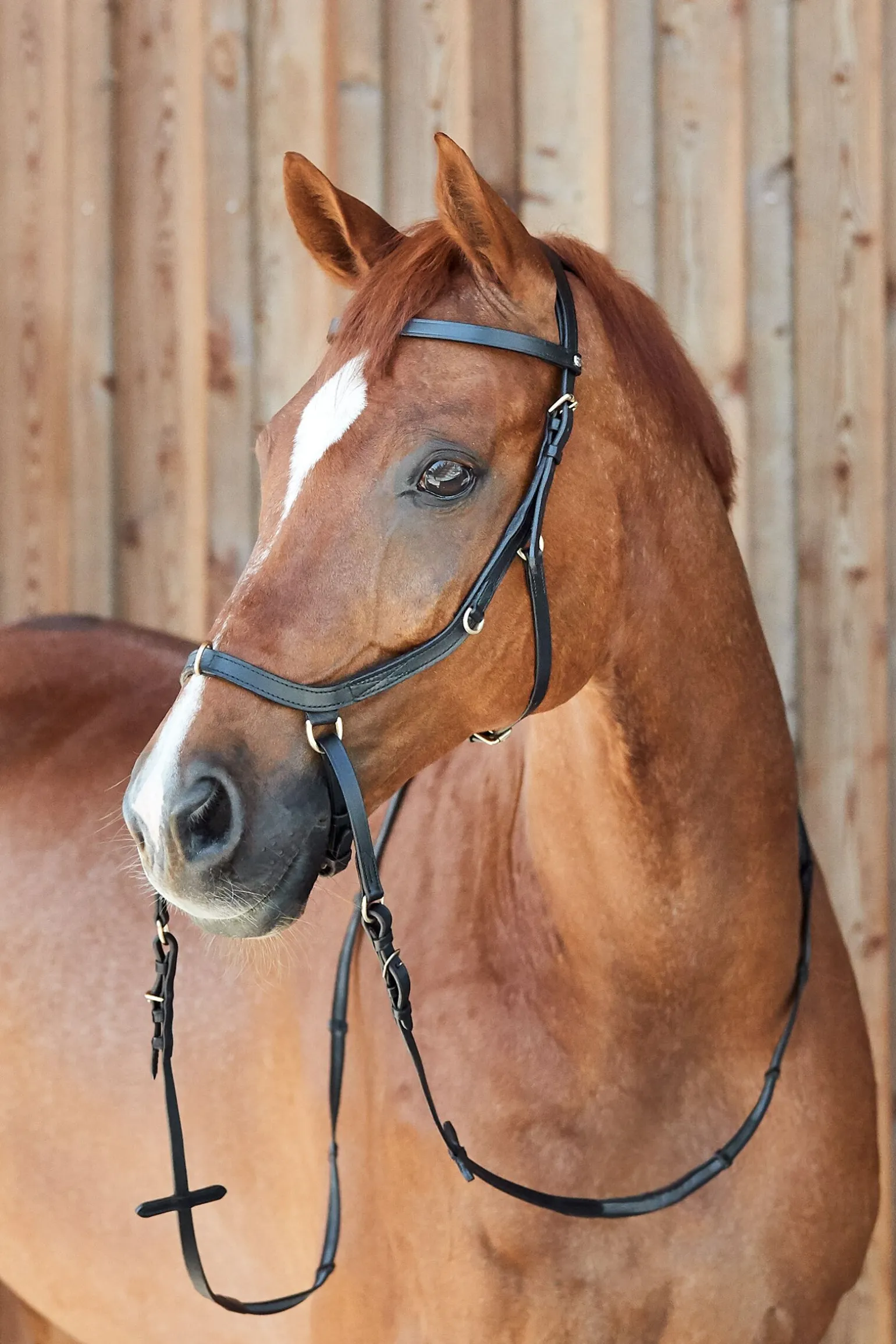 Horze Orlando kombinert anatomisk bittløst hodelag