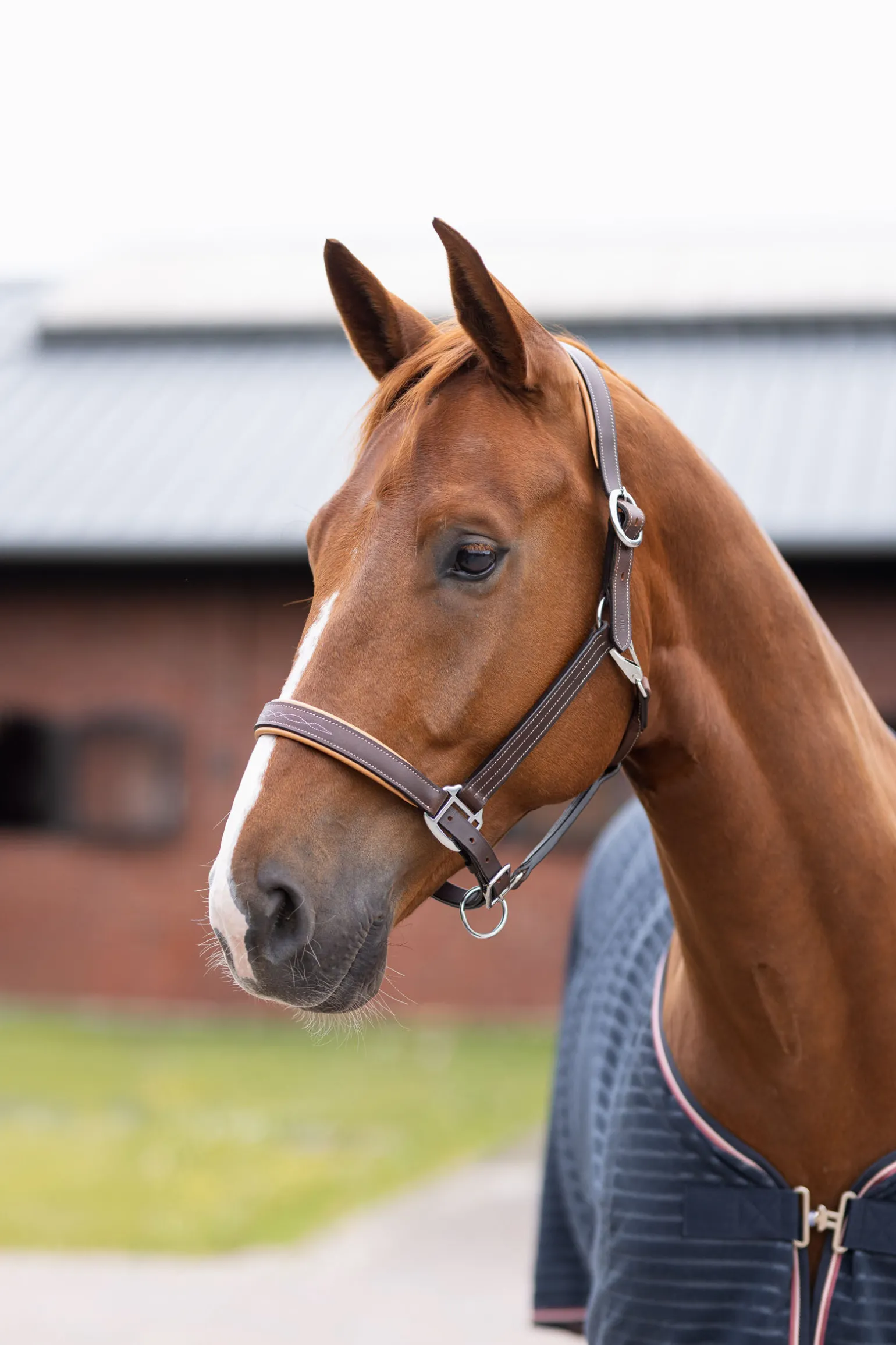 Horze Physical Sophistication lærgrime