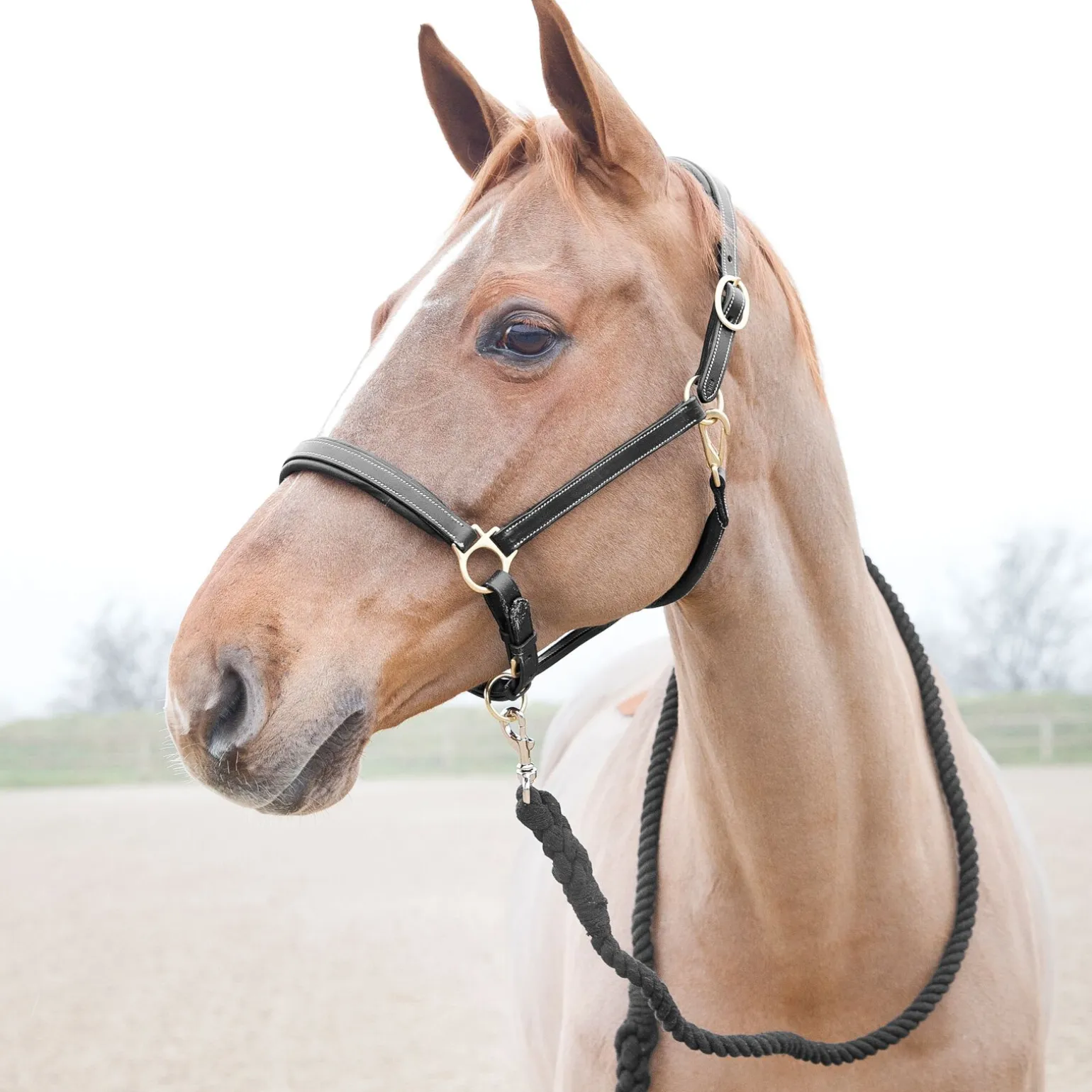 Horze Price-Z leietau