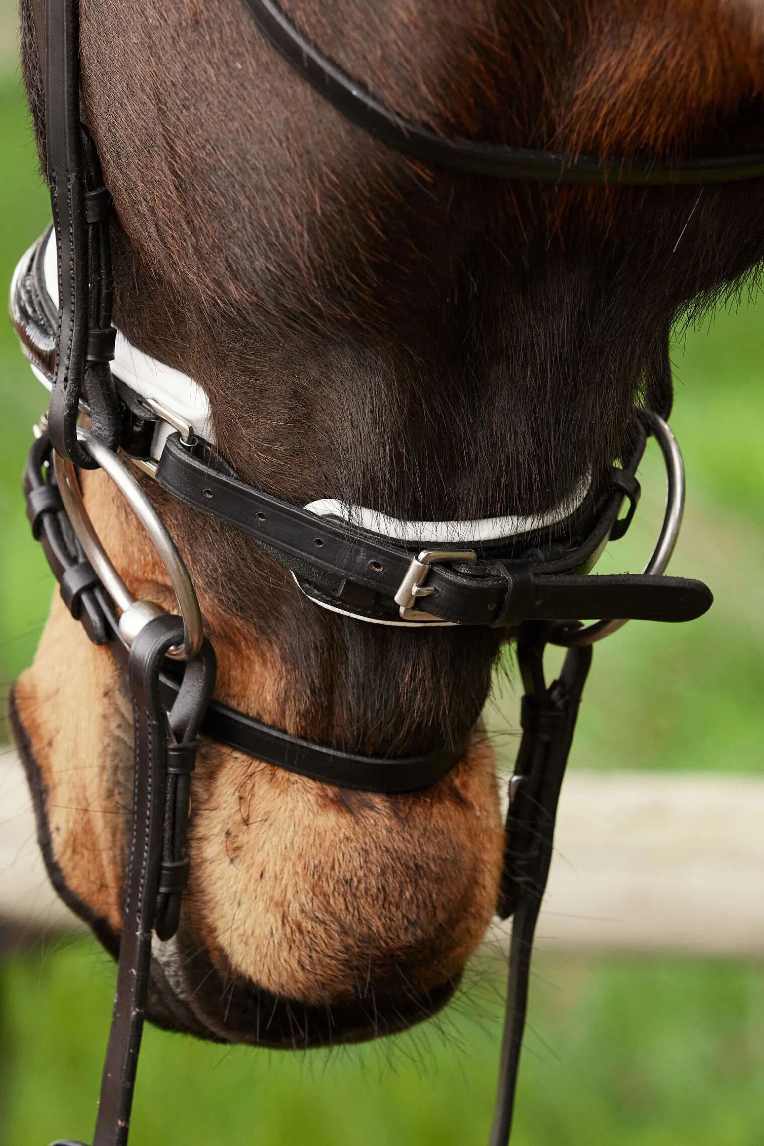 Kavalkade Charlotte dressurhodelag med pullback nesereim