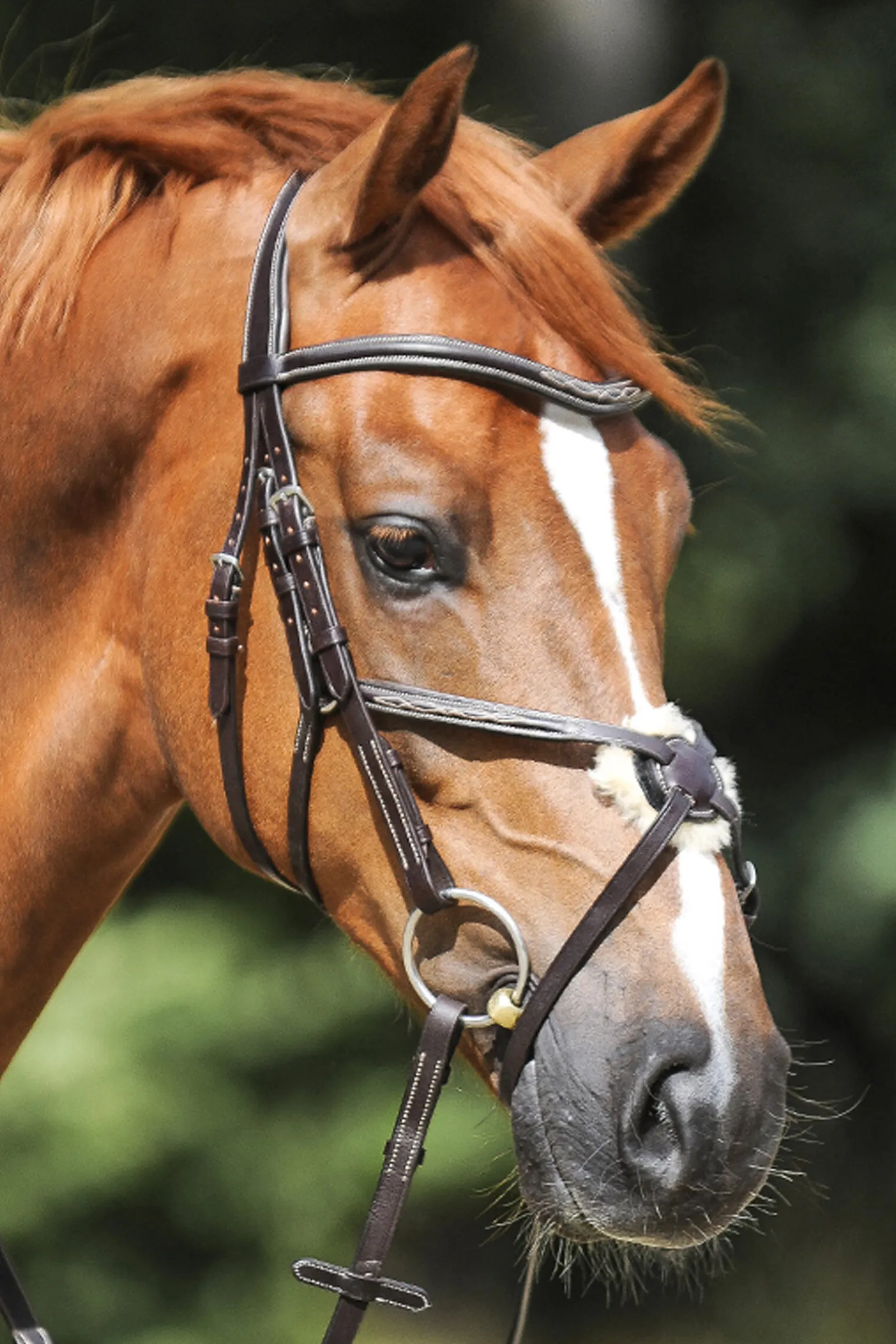 Kavalkade Diandro Hodelag med kryssnesereim