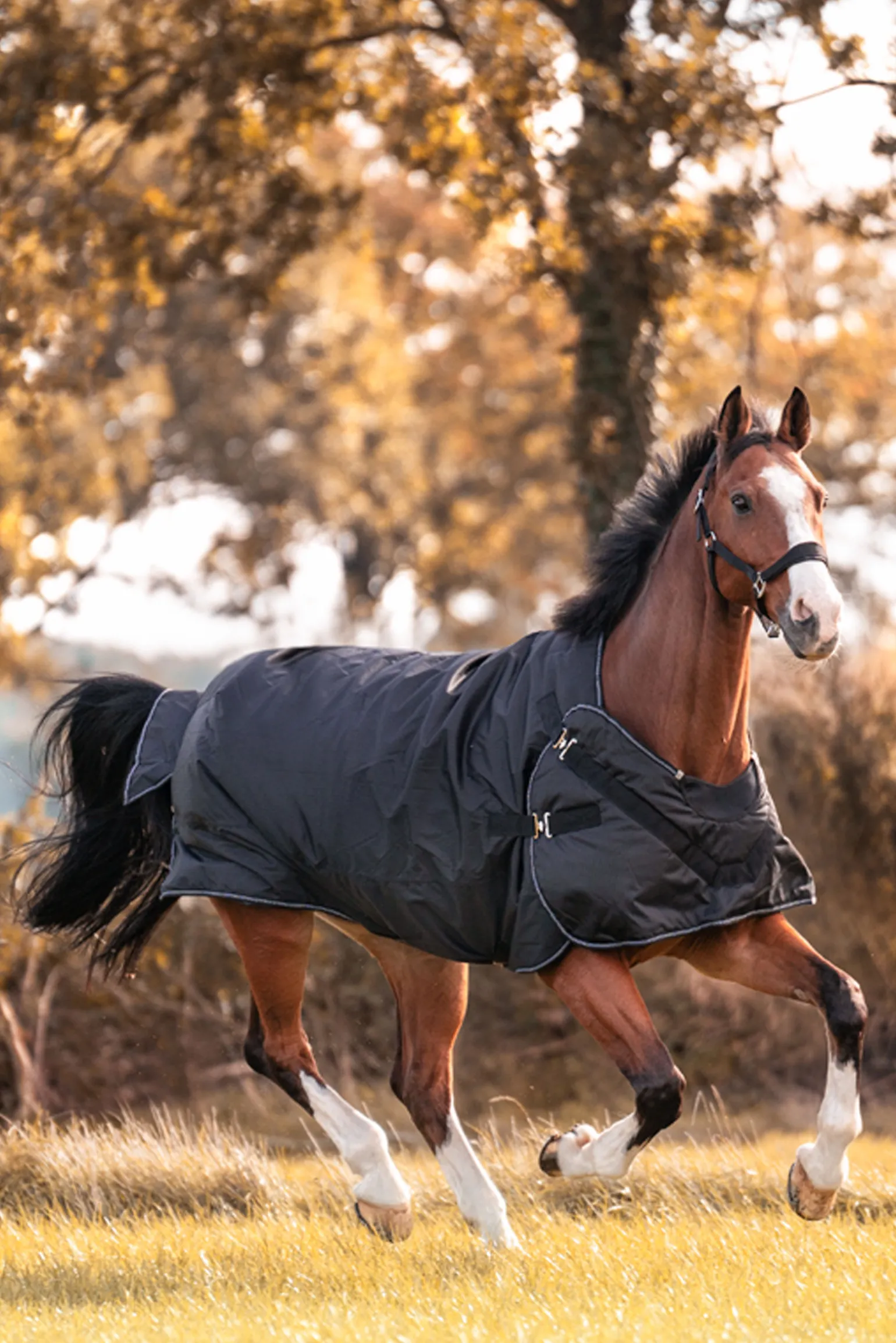 Kavalkade Halifax 2-i-1 Utedekken og Walker-dekken 50g