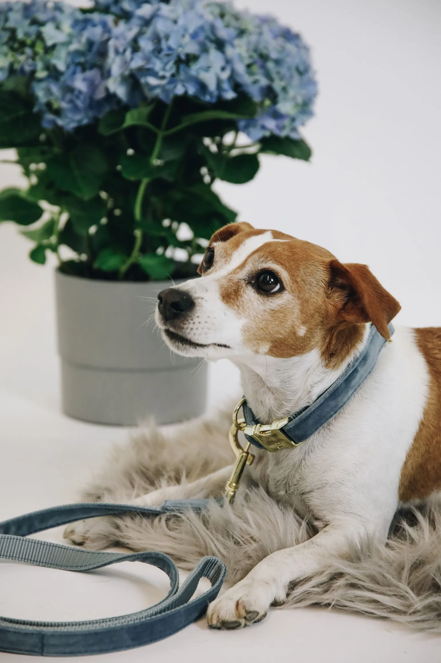 Kentucky Dogwear Velvet hundekobbel