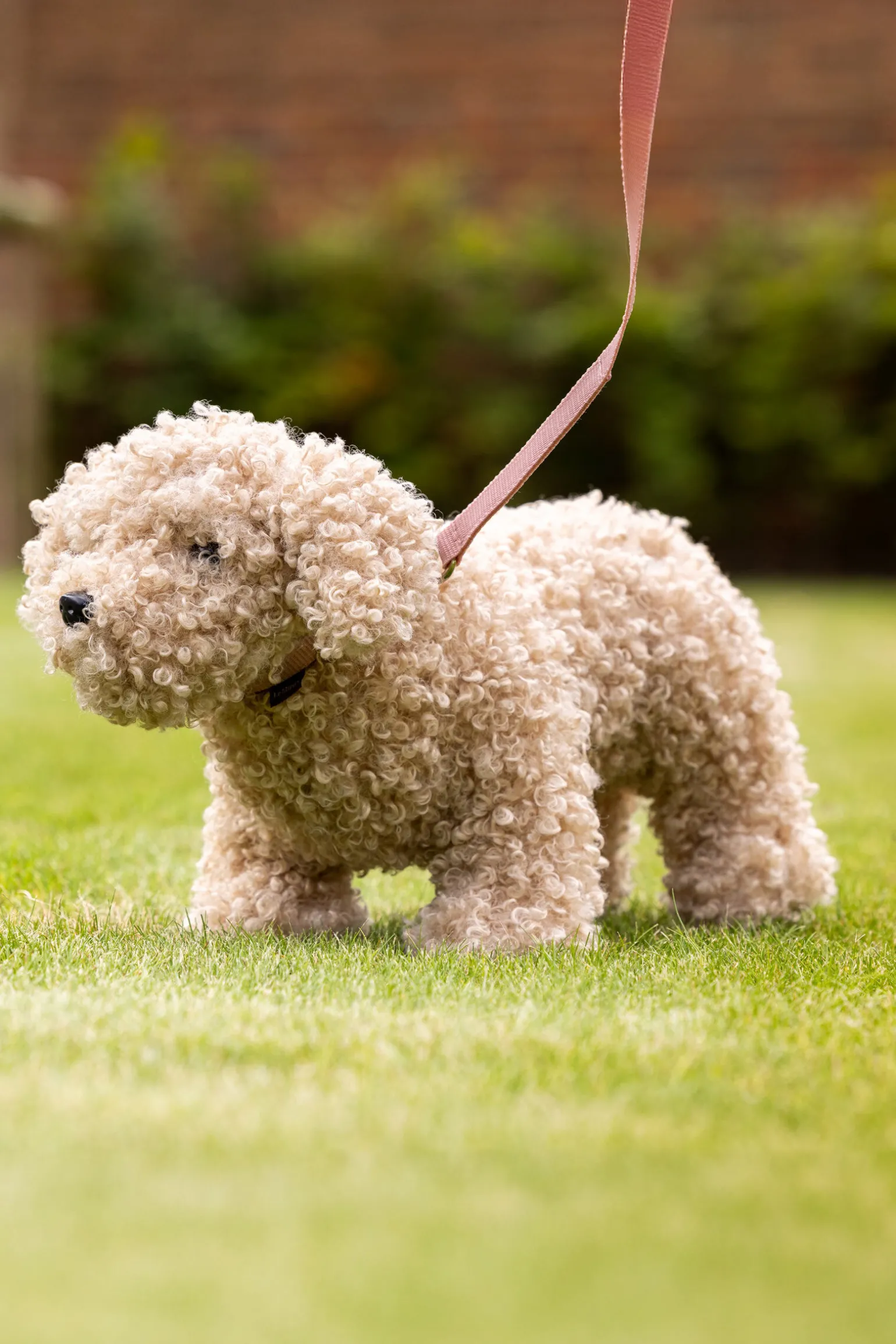 LeMieux Chester leketøyshundehvalp