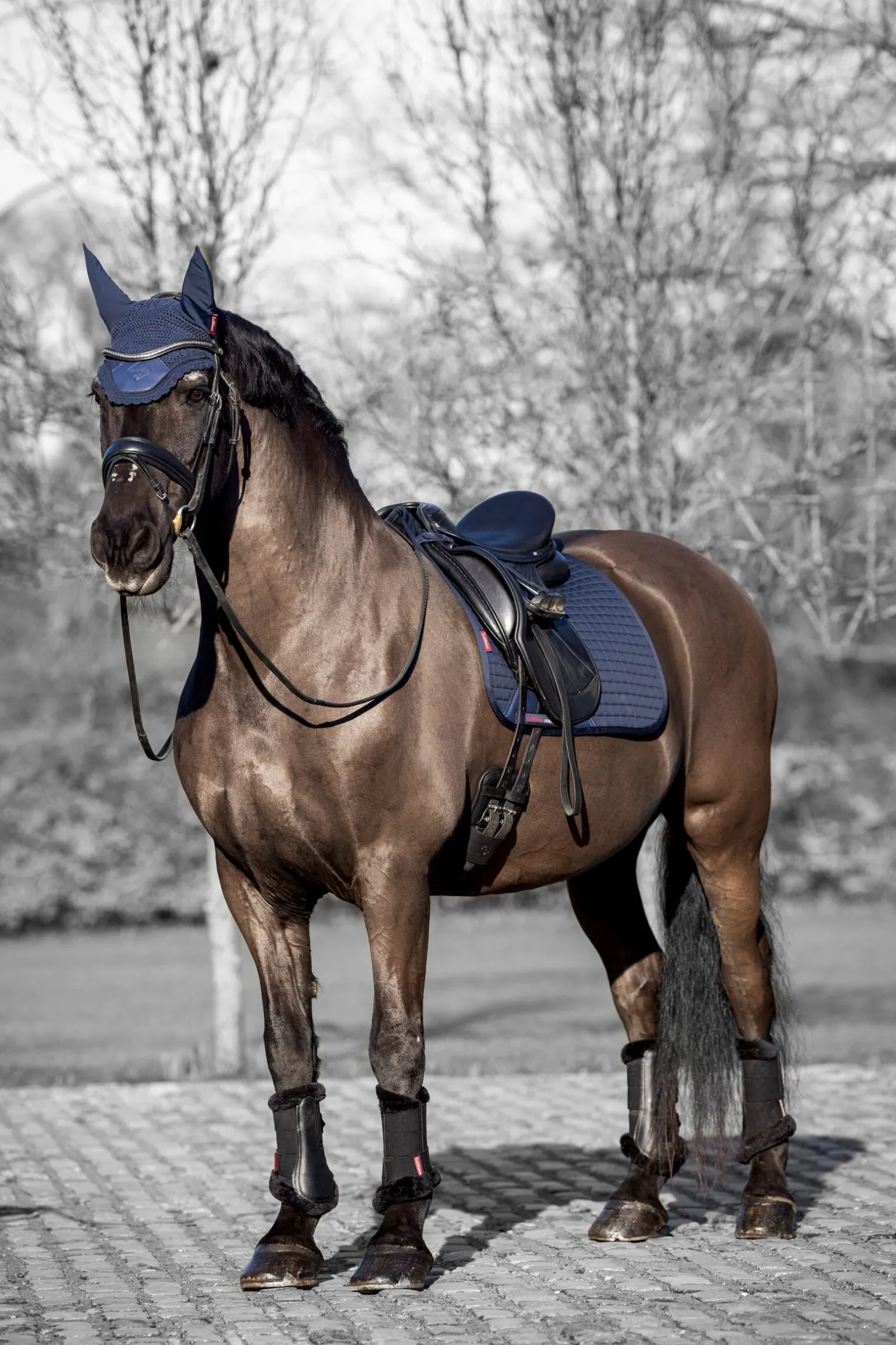 LeMieux Square Bomulls Dressursjabrak