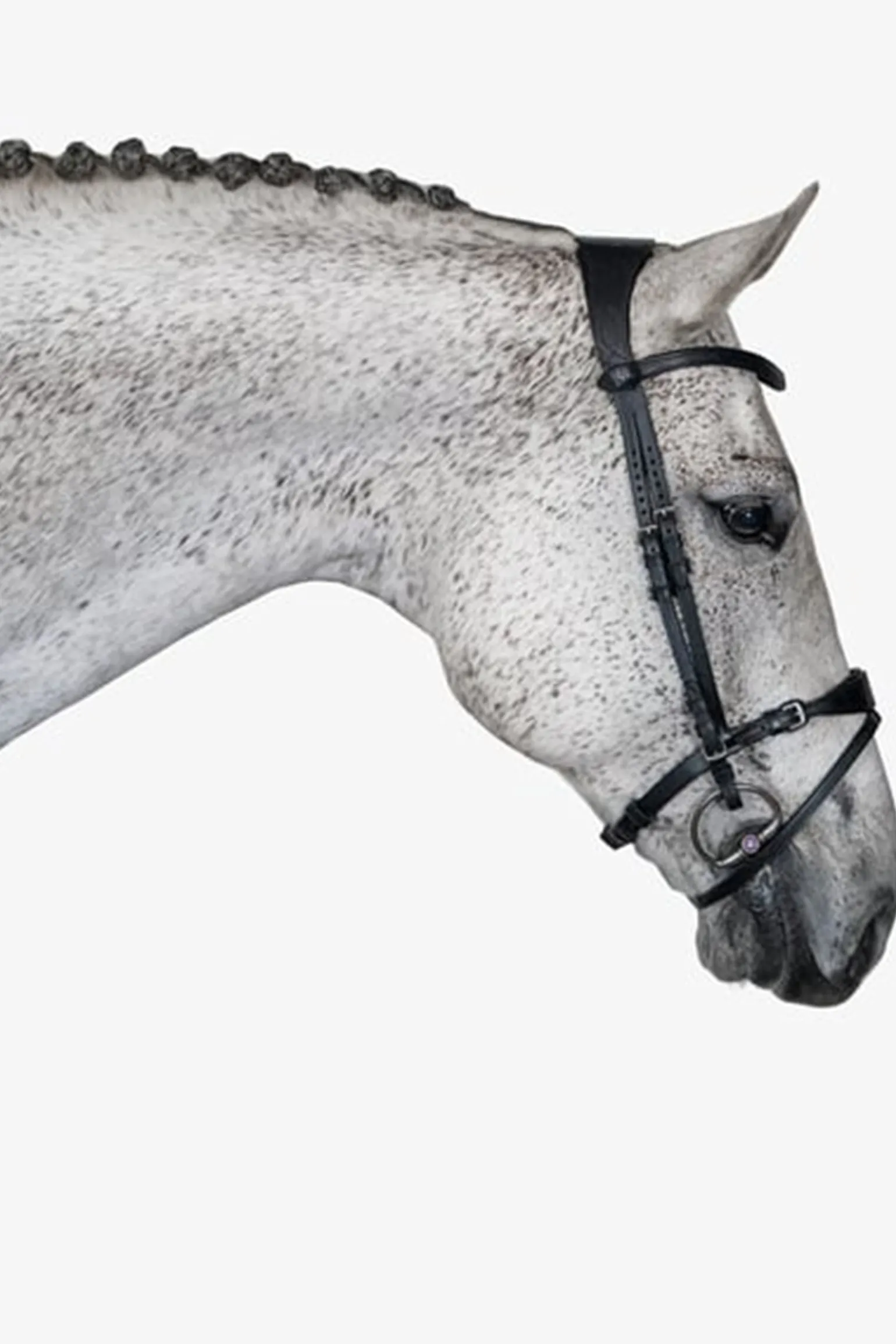 PS of Sweden Hodelag, Mary Lou av Henrik von Eckermann