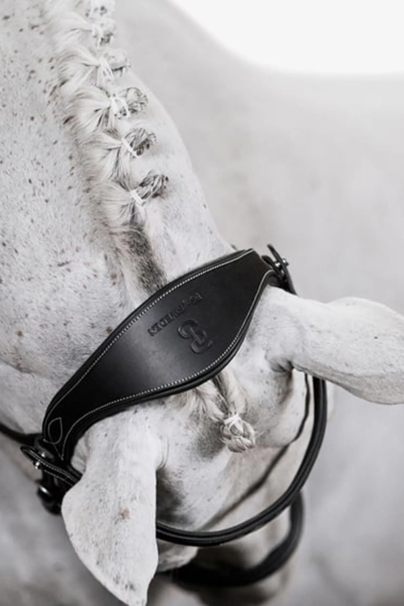 PS of Sweden Ocala hodelag