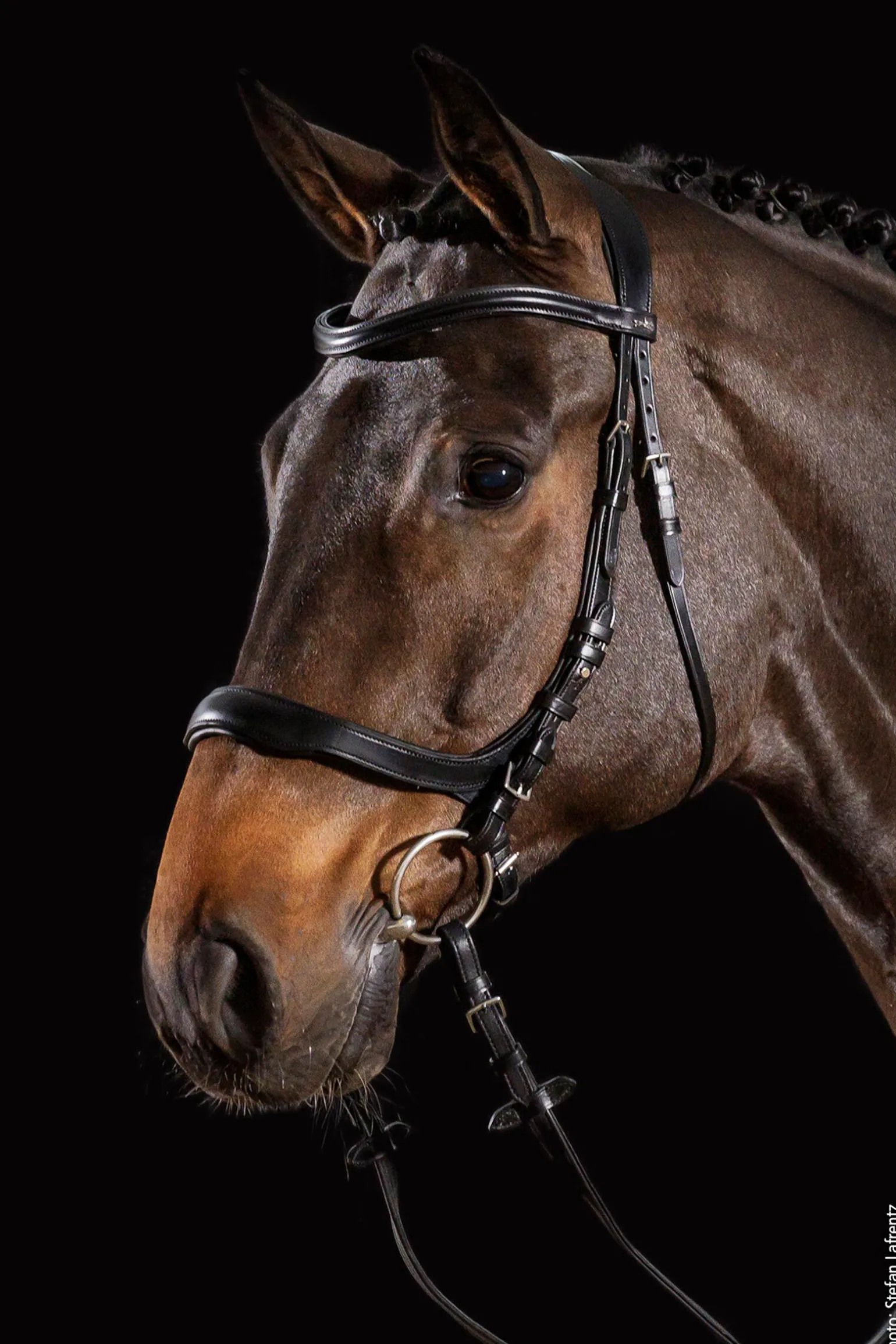 Schockemöhle Sports Equitus Delta hodelag