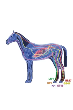 Zandona Air terapeutisk støttebelegg bakbein
